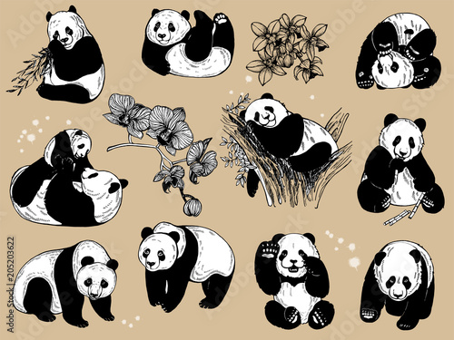 Set of hand drawn sketch style isolated giant pandas and orchid flowers. Vector illustration.