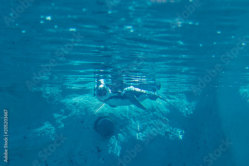 Penguin swimming underwater © Antonio