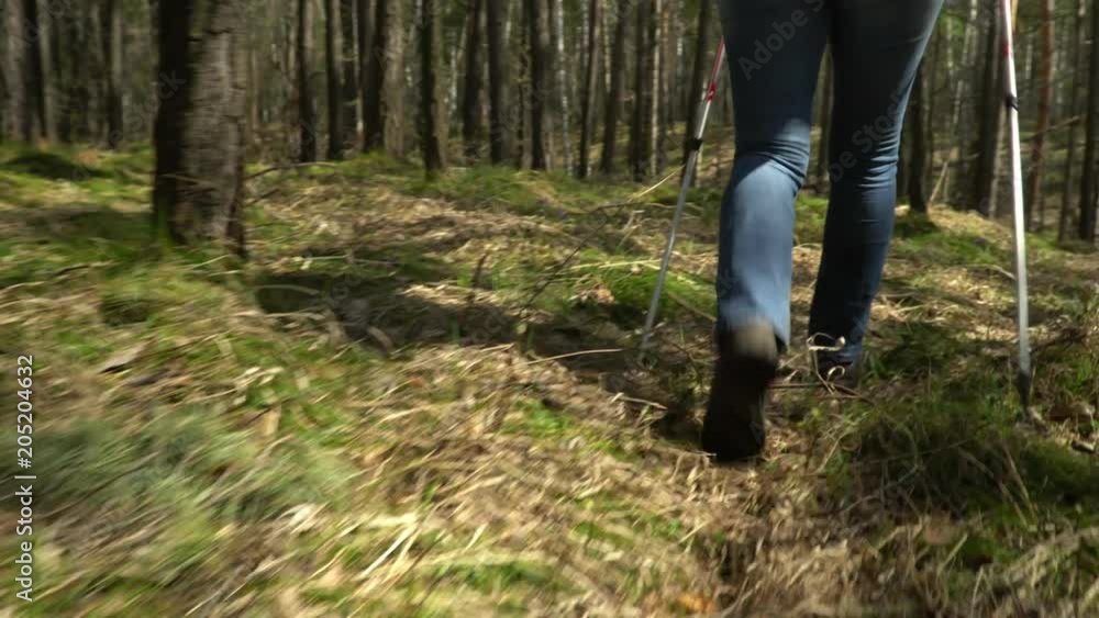 The woman with a red backpack travels around the forest road. Scandinavian walking. The woman with a red backpack travels around the forest road. Scandinavian walking.
