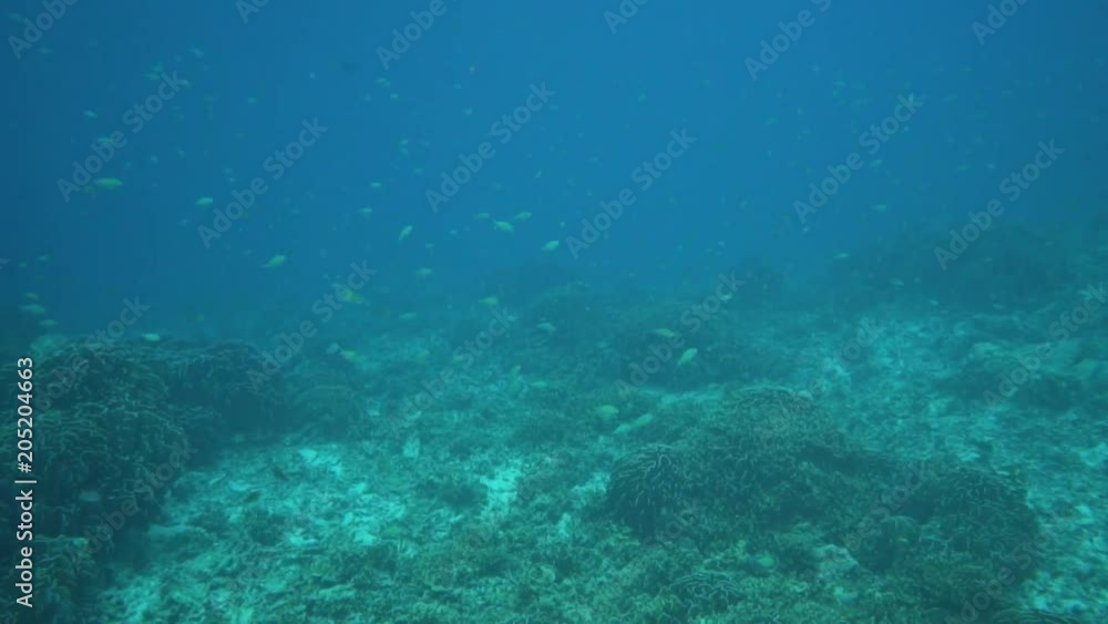 Tropical underwater world/Underwater view on the coral reef and tropical underwater world. Diving and snorkeling in the tropical sea.Travel concept,Adventure concept Tropical underwater world/Underwater view on the coral reef and tropical underwater world. Diving and snorkeling in the tropical sea.Travel concept,Adventure concept