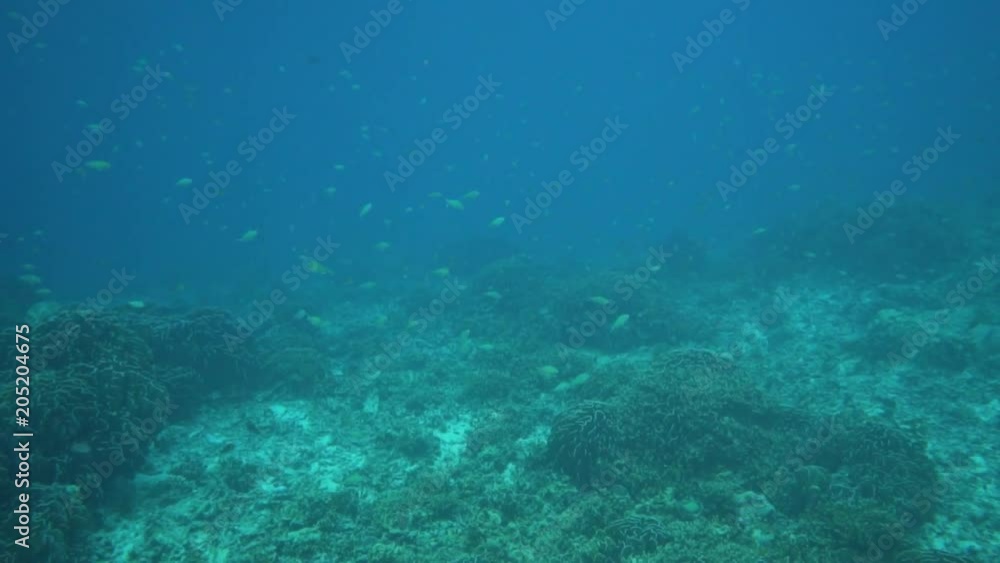 Tropical underwater world/Underwater view on the coral reef and tropical underwater world. Diving and snorkeling in the tropical sea.Travel concept,Adventure concept Tropical underwater world/Underwater view on the coral reef and tropical underwater world. Diving and snorkeling in the tropical sea.Travel concept,Adventure concept