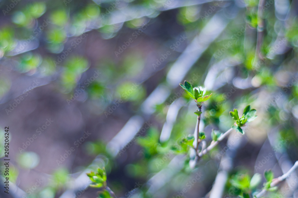 First young fresh green leaves on branch of bush of currant in spring First young fresh green leaves on branch of bush of currant in spring