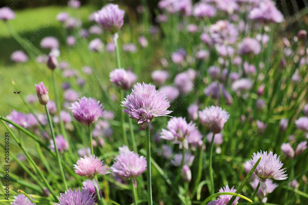 Fresh purple chives flower or Wild Chives, Flowering Onion, Garlic Chives, Chinese Chives, Schnitt Lauch blossoms in the spring organic herb garden. Fresh purple chives flower or Wild Chives, Flowering Onion, Garlic Chives, Chinese Chives, Schnitt Lauch blossoms in the spring organic herb garden.