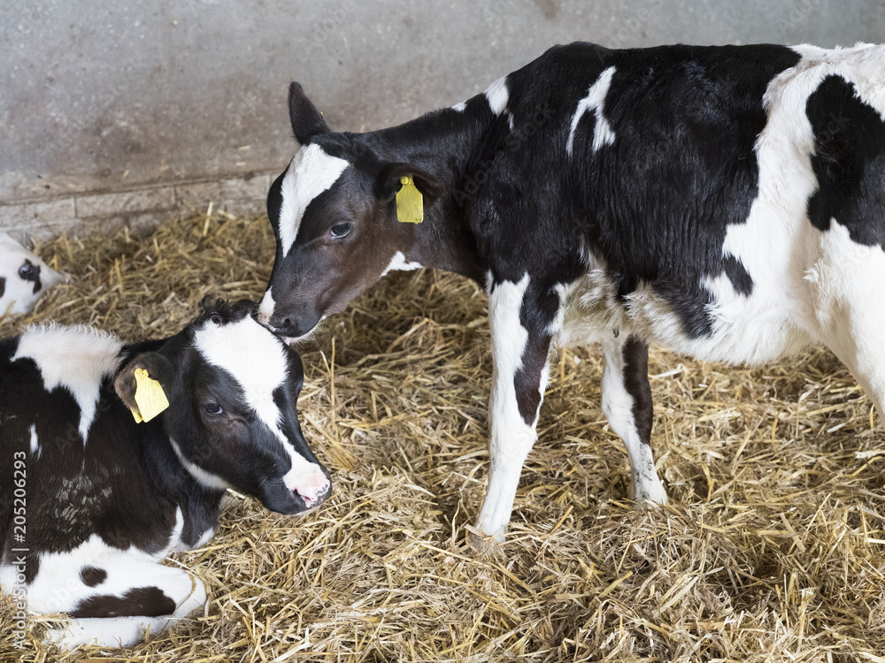 Fototapeta black and white holstein calves in barn inside dutch farm in the netherlands