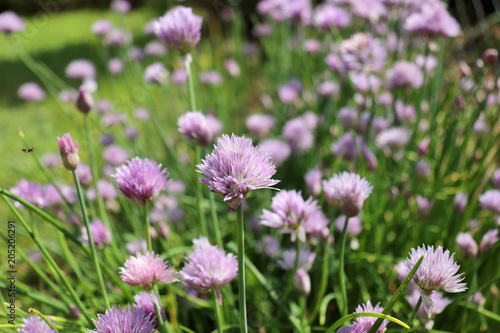 Fresh purple chives flower or Wild Chives  Flowering Onion  Garlic Chives  Chinese Chives  Schnitt Lauch blossoms in the spring organic herb garden.