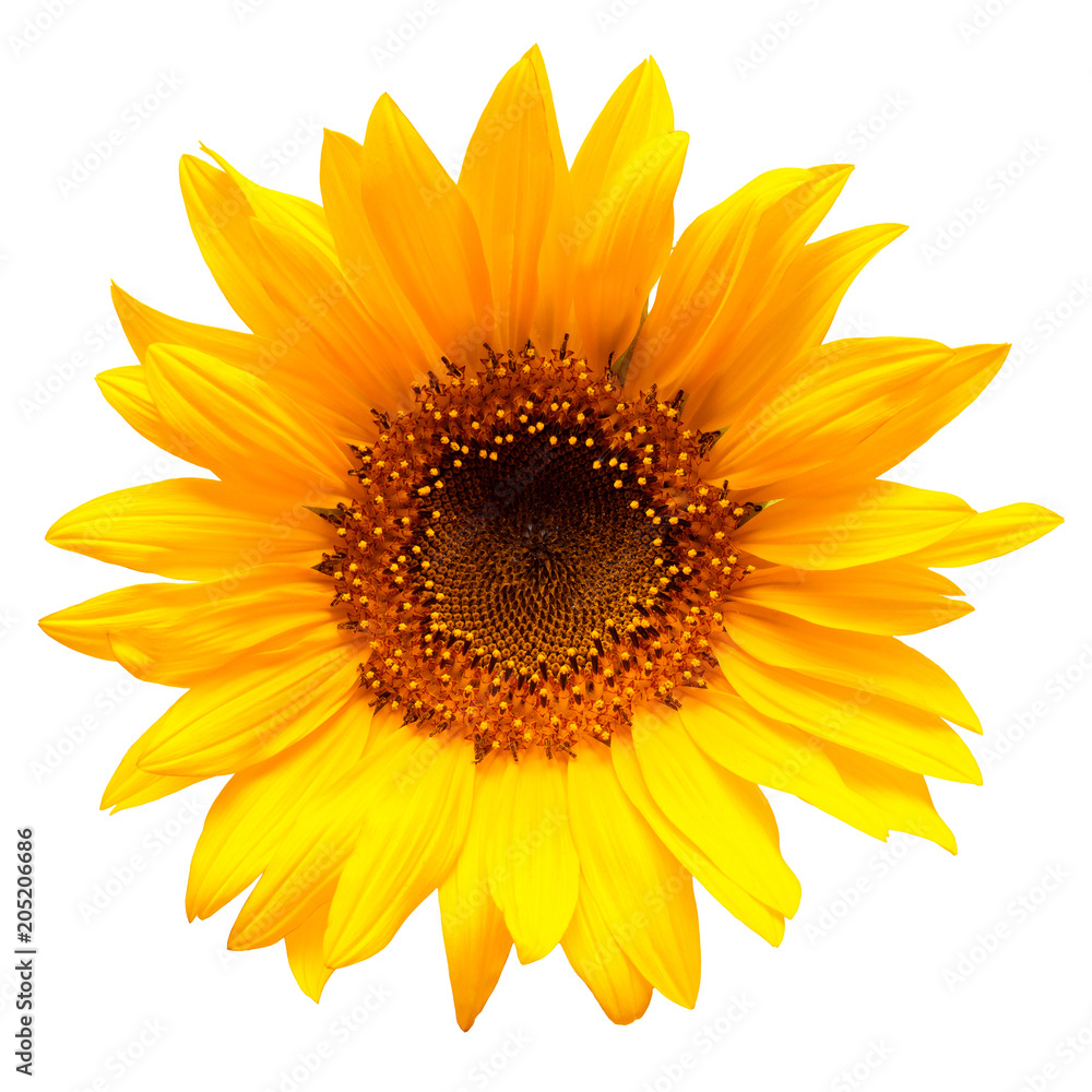 Naklejka premium Flower of sunflower isolated on white background