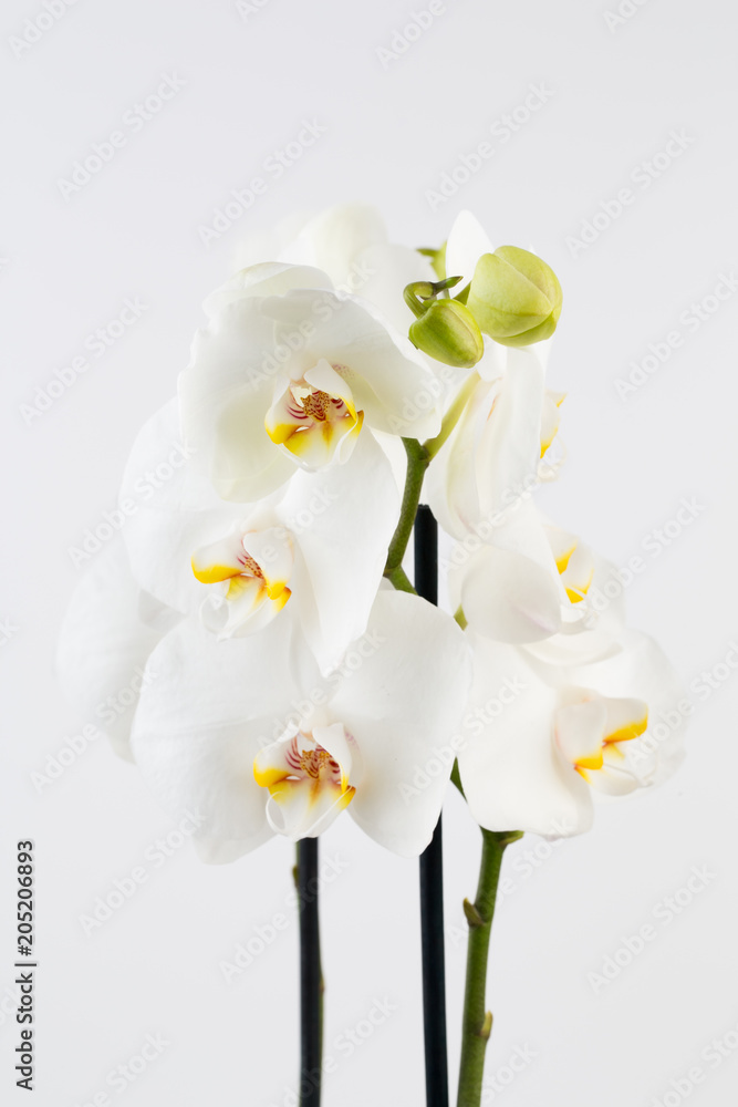 Beauty orchid on a white background. Beauty orchid on a white background.