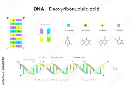 Molecular Structure Of DNA. Infographic Educational Vector Illustration