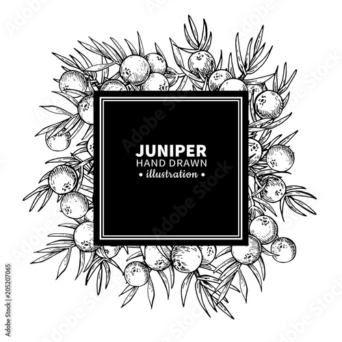 Juniper vector drawing frame. Isolated vintage  template of berr