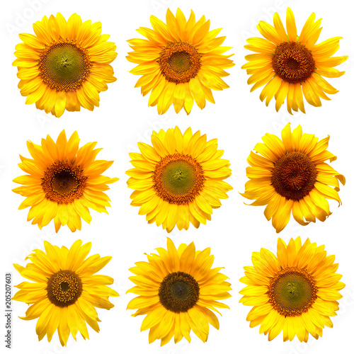 Fototapeta Naklejka Na Ścianę i Meble -  Sunflowers head collection on the white background