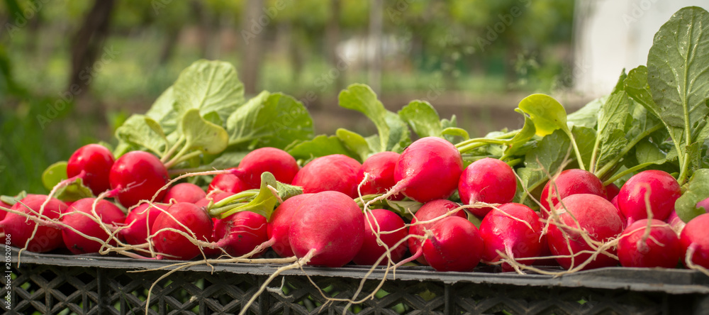 Bunch of fresh red garden radish in a basket in the garden on the grass