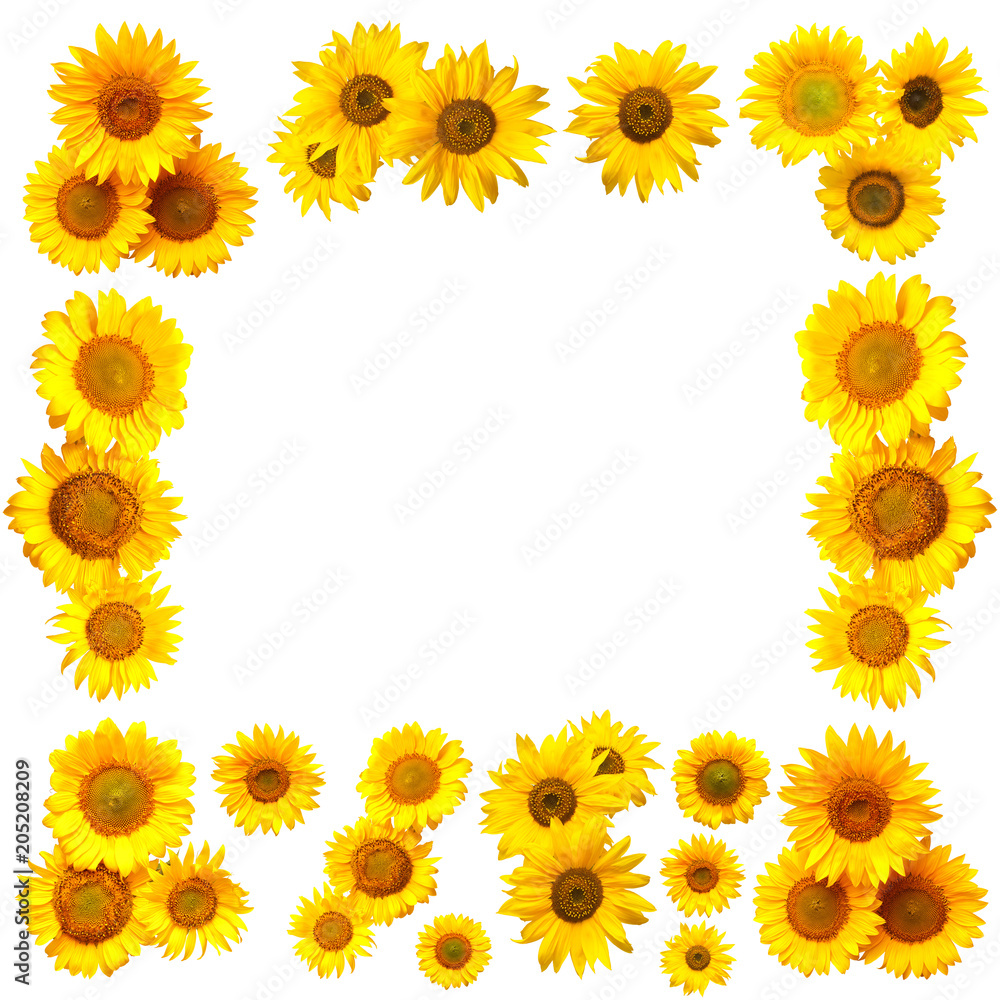 Collection of flowers sunflower frame with place for text isolated on white background Collection of flowers sunflower frame with place for text isolated on white background