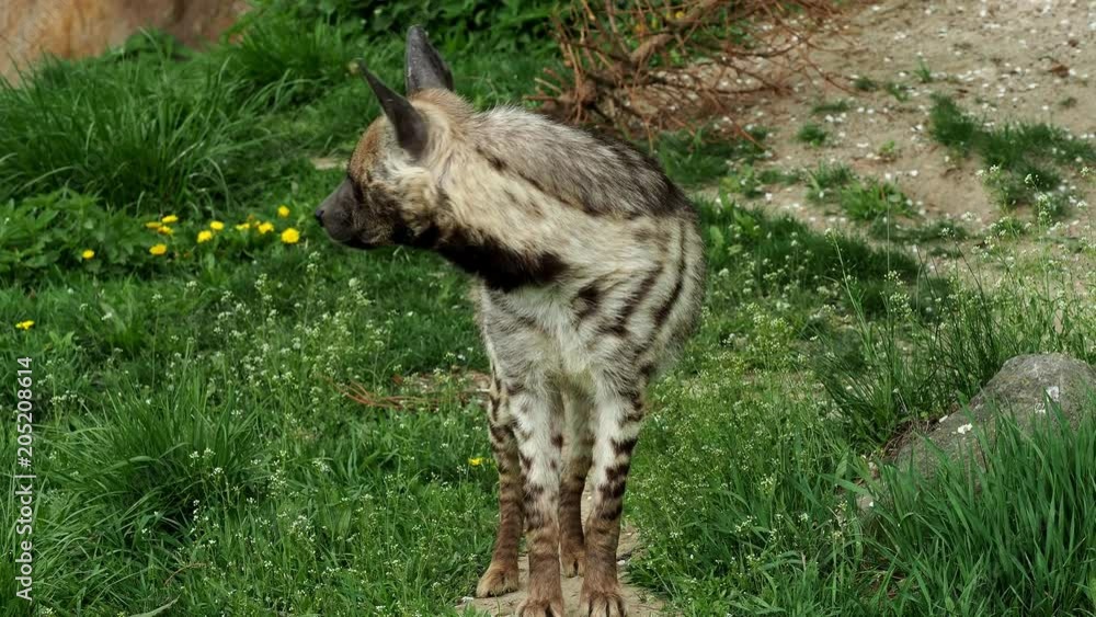 Striped hyena (Hyaena hyaena sultana) Striped hyena (Hyaena hyaena sultana)