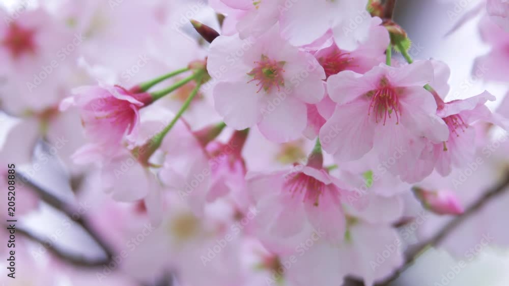 Cherry blossoms fluttering in the wind, Tokyo, Japan Cherry blossoms fluttering in the wind, Tokyo, Japan