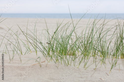 Nahaufnahme Dünengras mit Meer im Hintergrund und Unschärfeverlauf