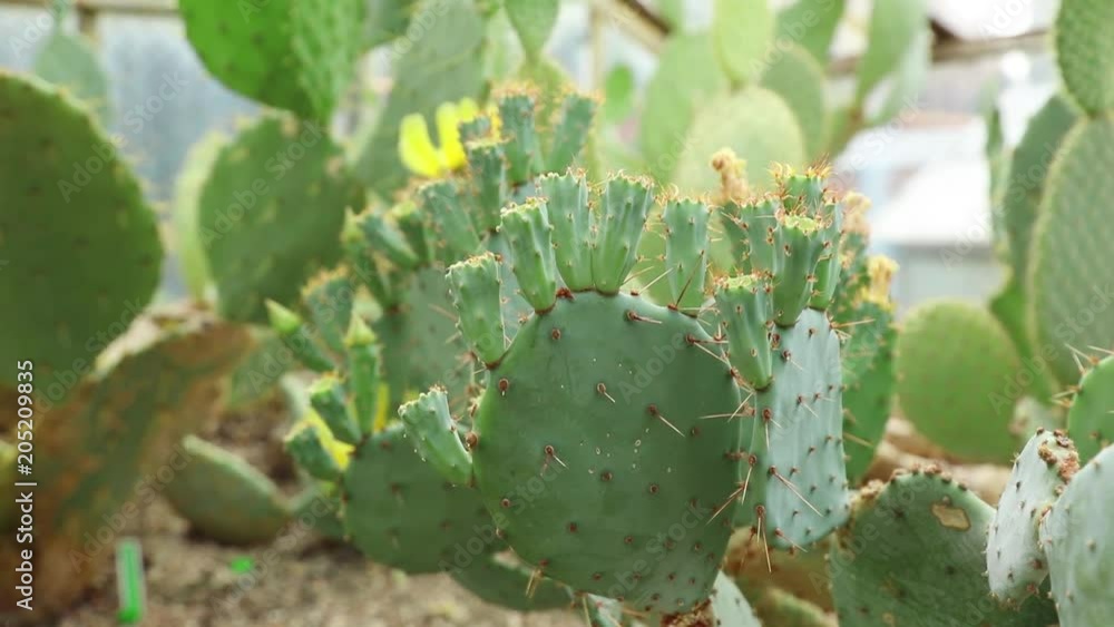 Close-up view at succulent cactus in summertime season.