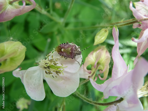 The berry buster (bug berry - Dolycoris baccarum) on pink flowers of aquilegia photo