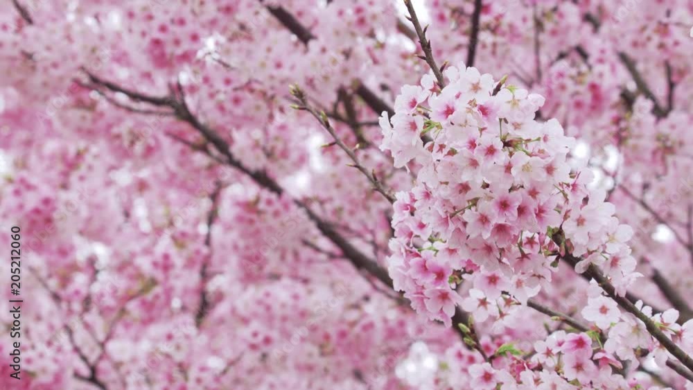 Cherry blossoms fluttering in the wind, Tokyo, Japan Cherry blossoms fluttering in the wind, Tokyo, Japan