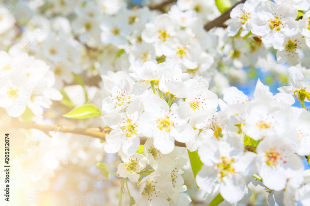 White flowers of cherry blossoms on sunny spring day White flowers of cherry blossoms on sunny spring day
