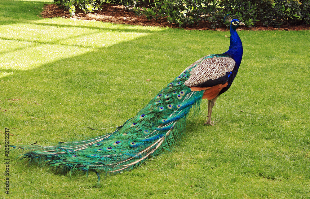 Obraz premium Peacock in the garden