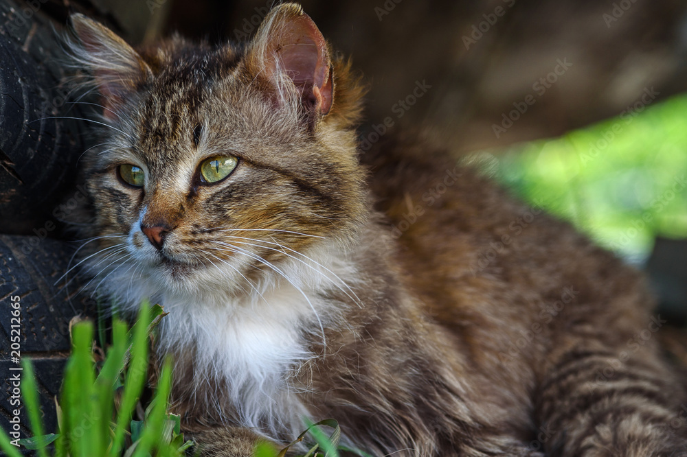 a portrait of a homeless cat