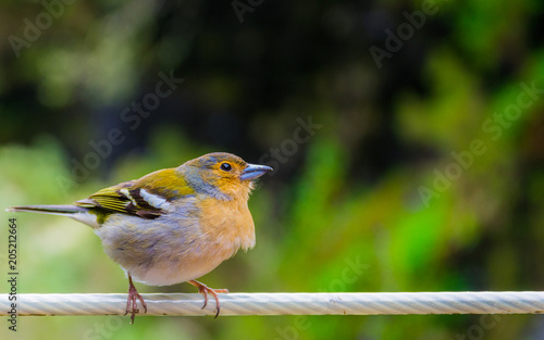 Little bird in Madeira island, Portugal