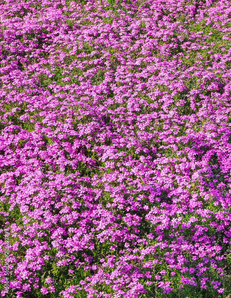 A carpet of living purple flowers. Field of flowering rhododendrons.