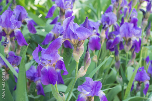 white, purple, blue, green, iris, flower, beautiful, nature, color, summer, attractive, plant, spring, garden, bloom, blooming, summertime, yellow, close-up, beauty, closeup, natural, colorful, leaf,