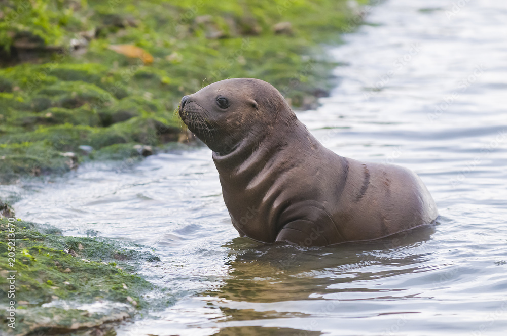 Fototapeta premium Sea Lion pup walking on a beach, Patagonia Argentina