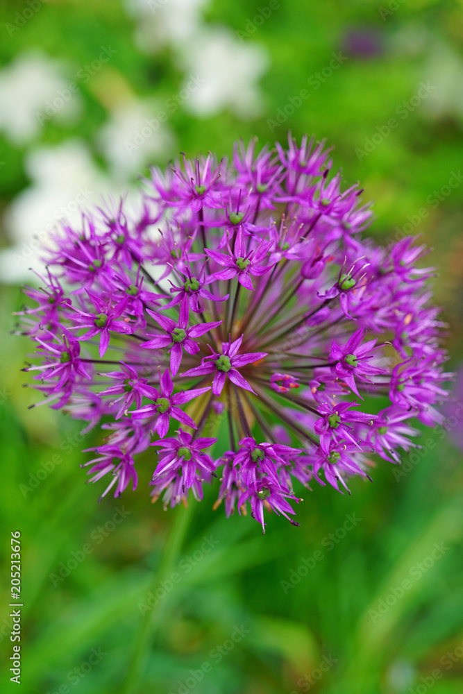 Purple globe allium flower in the spring Purple globe allium flower in the spring