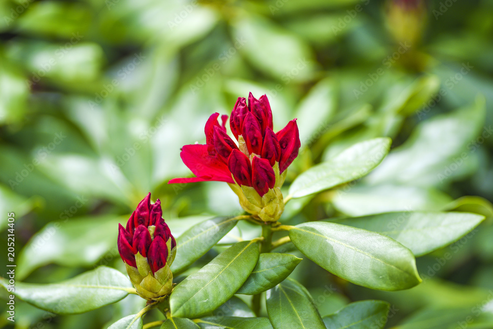 Blooming red rhododendron flower in spring.