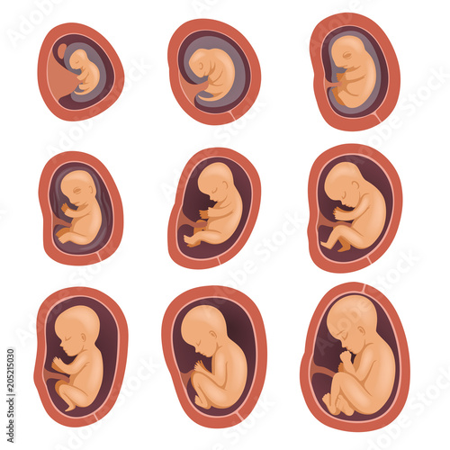 Process of fetal development. Pregnancy from 1st to 9th months. Flat vector design for educational book, infographic poster or brochure