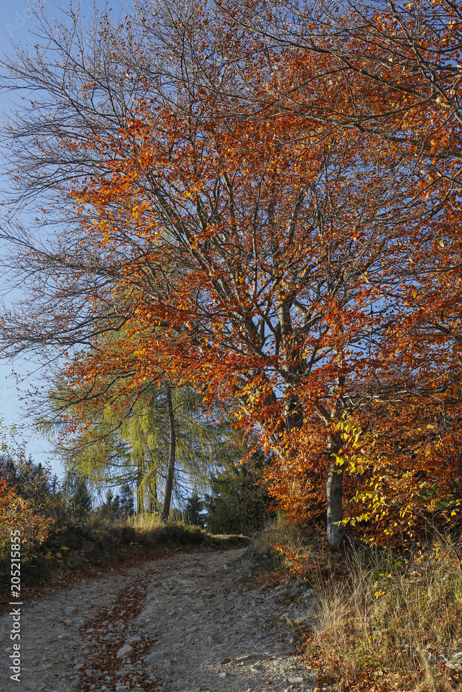 autumn path in the mountains