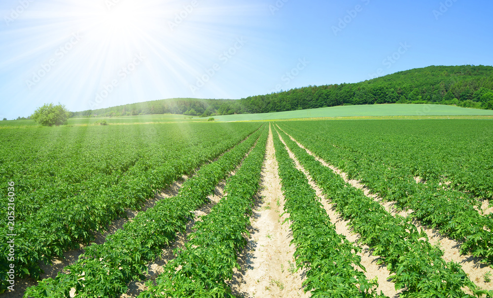 Field of potato crops in a row and sunny sky. Spring rural landscape.