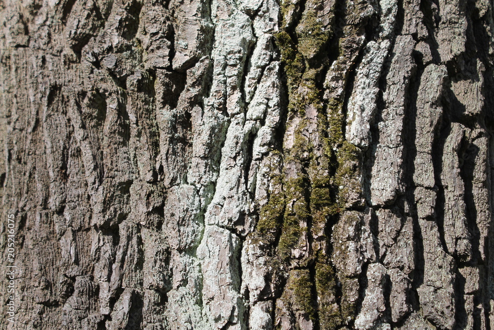 the texture of the tree bark background abstraction moss cracks the texture of the tree bark background abstraction moss cracks