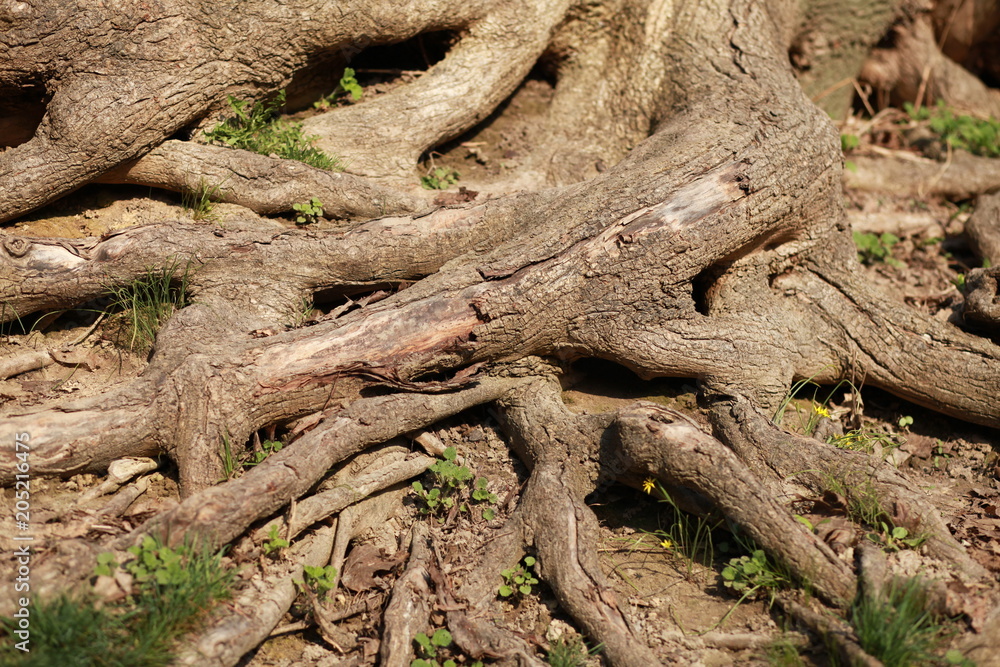 Oak bark texture background. Fairy tale creatures' house. Elves and dwarves secret forest