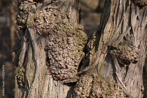 Fotografia Oak bark texture background