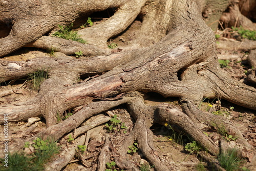 Fotografia Oak bark texture background