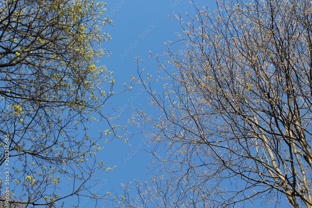 tforest nature flowers sky the branches of the grass trees springhe texture of the tree bark background abstraction moss cracked coal tforest nature flowers sky the branches of the grass trees springhe texture of the tree bark background abstraction moss cracked coal