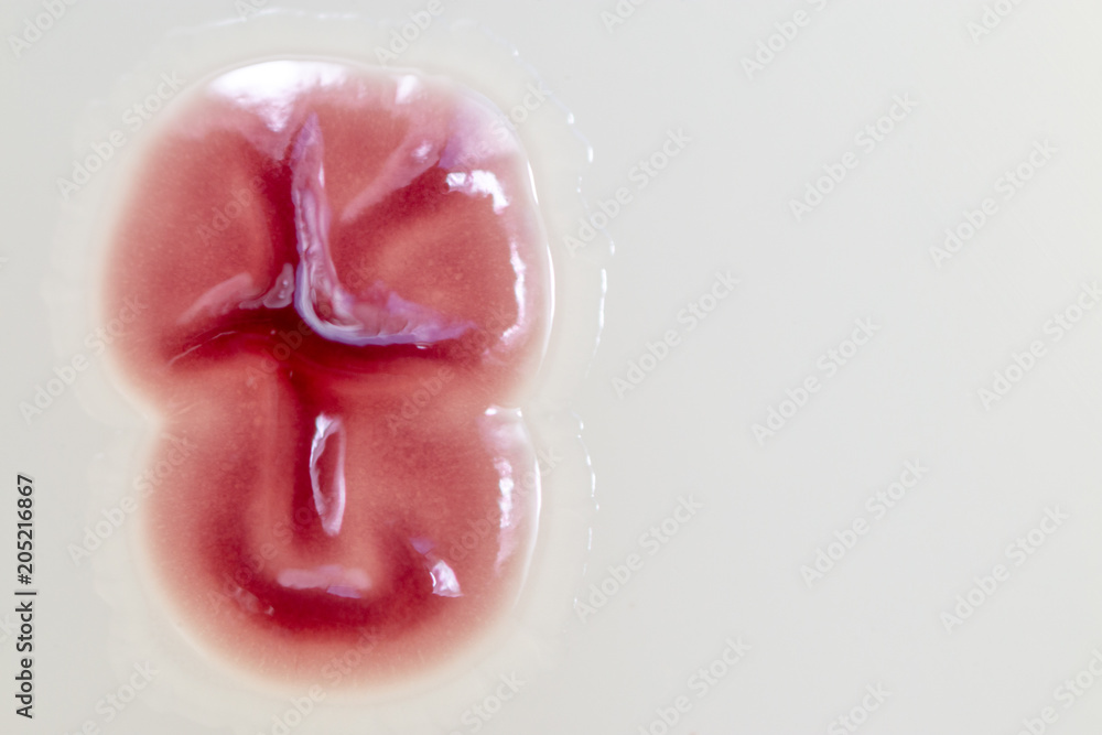 Fototapeta premium Serratia marcescens is a species of rod-shaped gram-negative bacteria in the family Enterobacteriaceae for Laboratory microbiology.