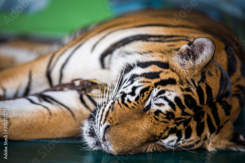 Tiger sleep