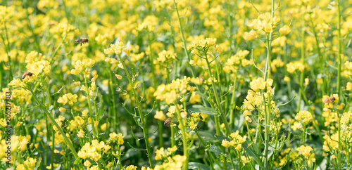 yellow flower field 