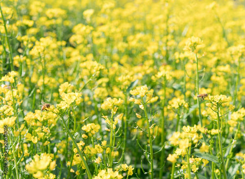 field of yellow flowers © Xiuxia Huang