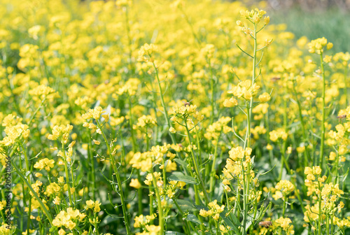 yellow flower field 