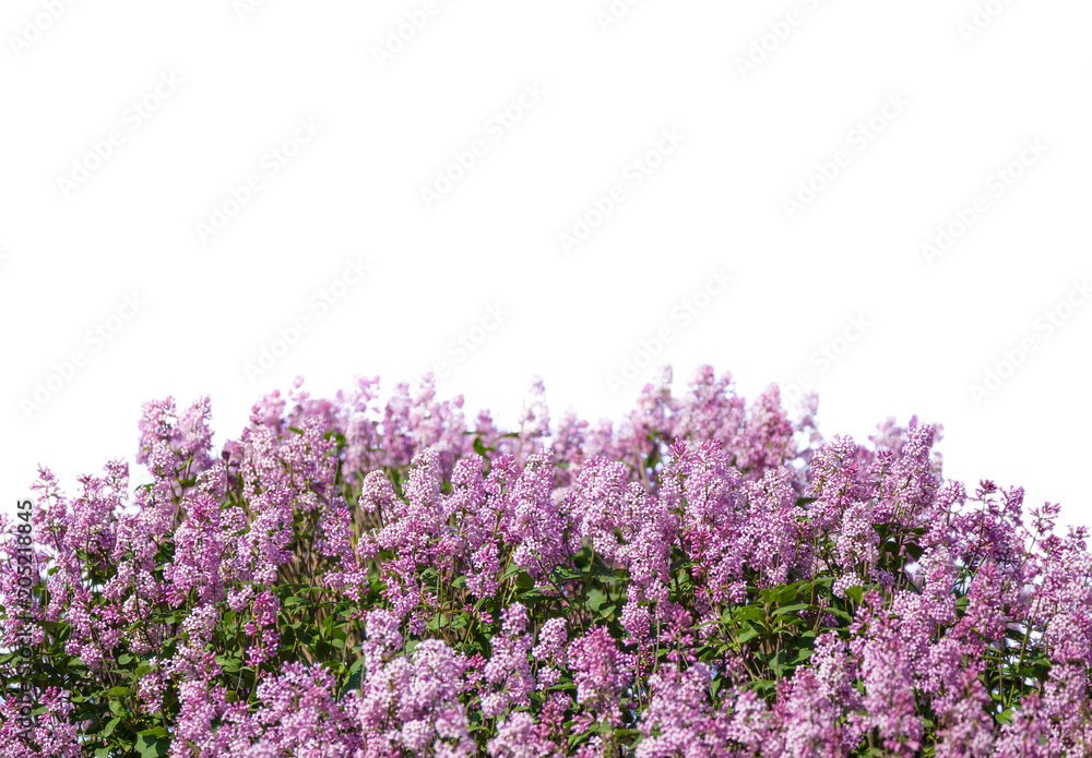 Obraz premium Blooming lilac. Lush clusters of purple lilac bushes isolated. The upper part of the shrub.
