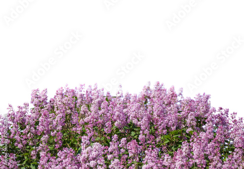 Blooming lilac. Lush clusters of purple lilac bushes isolated. The upper part of the shrub.