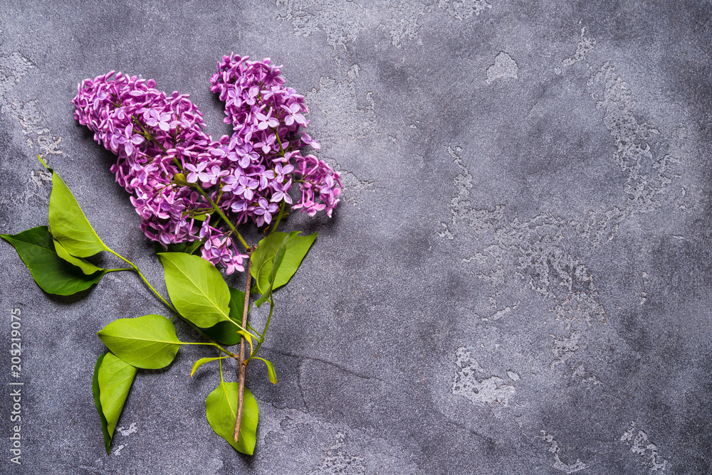 lilac branch on grey background lilac branch on grey background