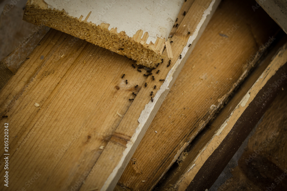 Fotografie ants at work
