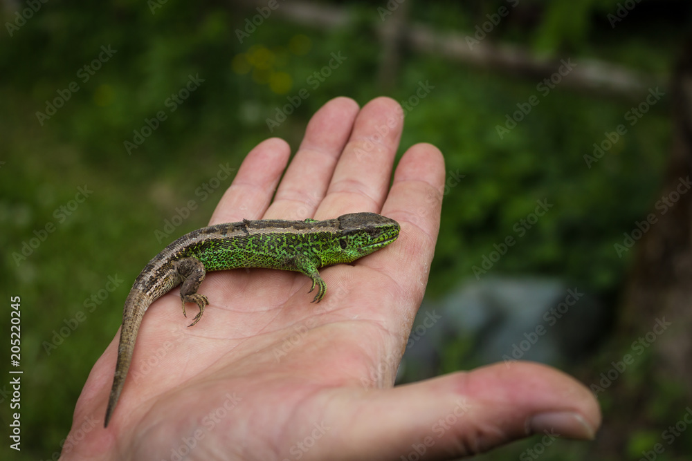 a green lizard in the hand a green lizard in the hand