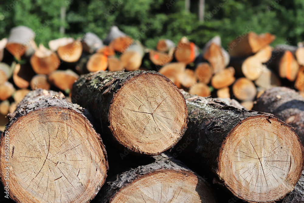 Harvesting of wood in the forest. The sawn logs lie in the woodpile. Heating of premises in the village. Industrial deforestation of forests and green spaces. Cross section of the tree trunk. Harvesting of wood in the forest. The sawn logs lie in the woodpile. Heating of premises in the village. Industrial deforestation of forests and green spaces. Cross section of the tree trunk.